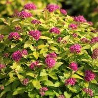 spiraea japonica double play gold large plant 1 x 35 litre potted spir ...