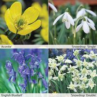 Spring Bulbs In The Green Collection - 100 \'in the green\' bulbs - 25 of each variety