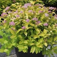 spiraea japonica gold mound large plant 1 x 35 litre potted plant