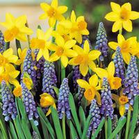 Spring Bulb Mix - 50 mixed bulbs (30 narcissus + 20 muscari)