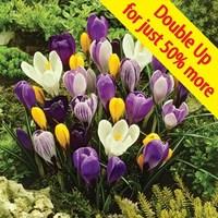 spring flowering crocus collection 100 bulbs