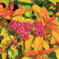 Spirea Goldflame 1 Plant 3 Litre