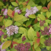 Spiraea japonica \'Double Play Big Bang\' (Large Plant) - 2 spiraea plants in 3.5 litre pots