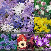 Spring Flowering Bulb Collection - 200 mixed bulbs