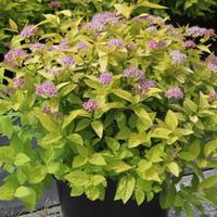 Spiraea japonica \'Gold Mound\' (Large Plant) - 1 spiraea plant in 3.5 litre pot