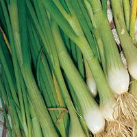 Spring Onion \'White Lisbon\' (Seeds) - 1 packet (500 spring onion seeds)