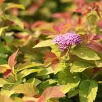 Spiraea japonica \'Pink and Gold\' (Large Plant) - 2 spiraea plants in 3.5 litre pots