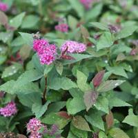 spiraea japonica green and gold large plant 2 spiraea plants in 35 lit ...