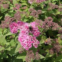 Spiraea japonica \'Nana\' (Large Plant) - 2 spiraea plants in 3.5 litre pots