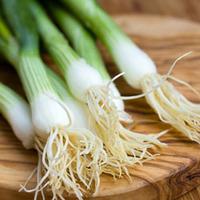 Spring Onion \'Performer\' (Seeds) - 1 packet (300 spring onion seeds)