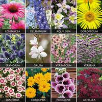 Spectacular Perennials Collection - 144 perennial plug tray plants - 12 of each variety