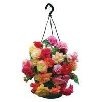 Splendide Mixed Begonias 1 Pre-Planted Hanging Basket