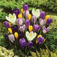 spring flowering crocus collection 50 bulbs