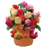 splendide mixed begonias 2 pre planted containers