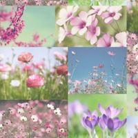 Springtime Photographic Wallpaper