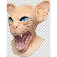 Sphynx Cat