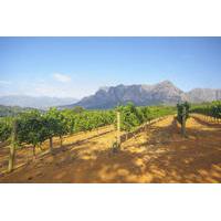 Stellenbosch Winelands Tasting Tour from Cape Town