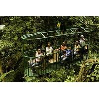 st lucia shore excursion aerial tram and rainforest tour
