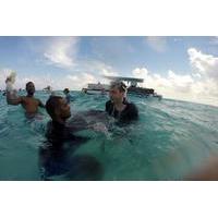 stingray city and coral gardens snorkeling tour