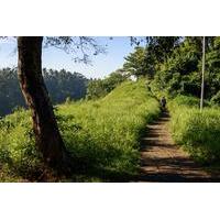 Stroll Through Rice Terraces in Ubud