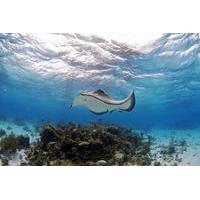 Stingray Encounter and Beach Day from Nassau