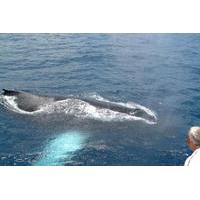 St Lucia Whale and Dolphin Watching Cruise
