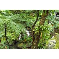 St Kitts Rainforest Tour