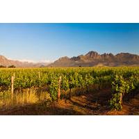 Stellenbosch Wine Tour from Cape Town