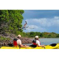 St Thomas Kayak Tour: Sunset Birding at Mangrove Lagoon