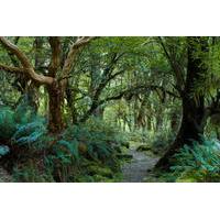 St Lucia Rainforest Walk
