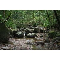 St Kitts Half-Day Rainforest Tour