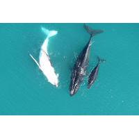 Stradbroke Island Scenic Flight