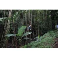 St Kitts Rainforest Nature Tour