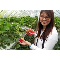 Strawberry Farm Tour from Seoul