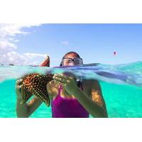 Starfish and Stingray City Adventure with Snorkeling