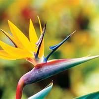 Strelitzia reginae \'Mandela\'s Gold\' - 1 packet (3 strelitzia seeds)