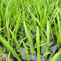 Stratiotes aloides (Floating Aquatic) - 5 large floating stratiotes plants
