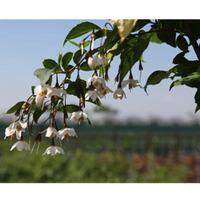 Styrax japonicus (Large Plant) - 2 x 3.6 litre potted styrax plants