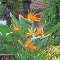 Strelitzia \'Bird of Paradise\' - 2 x 13cm potted strelitzia plants