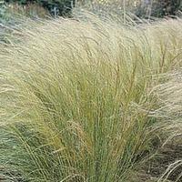 Stipa tenuissima \'Angel Hair\' - 1 packet (60 stipa seeds)