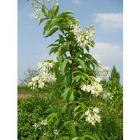 Staphylea colchica (Large Plant)...