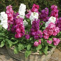 Stock \'Autumn Perfume Mixed\' (Garden Ready) - 30 stocks garden ready plants