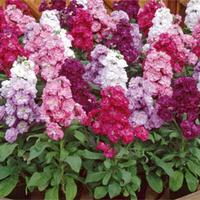 Stock \'Most Scented Mix\' (Garden Ready) - 30 stock garden ready plants