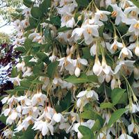 Styrax \'Fragrant Fountain\' - 1 x 3 litre potted styrax plant