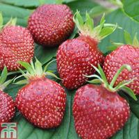 strawberry cherry berry 6 x 7cm potted strawberry plants