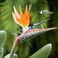 Strelitzia regina (Bird of Paradise Plant)