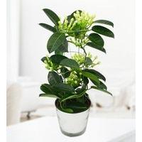 Stephanotis Plant