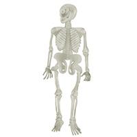 Stretchy Skeleton each