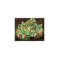 Strawberry Ripener, Set of 5 Wenko