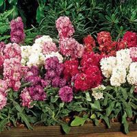 Stock \'Autumn Perfume Mixed\' (Garden Ready) - 30 garden ready plug plants